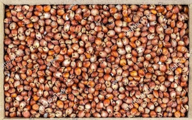 Fovic-Grain-Harvest-2.jpeg