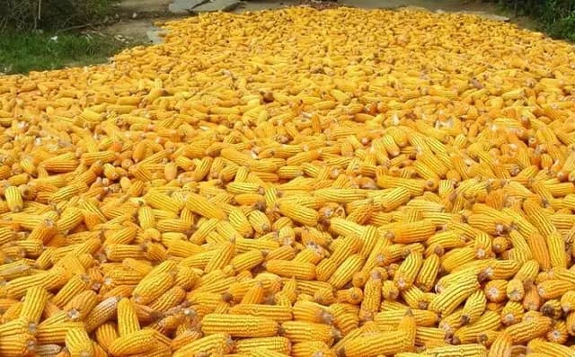 Maize Production