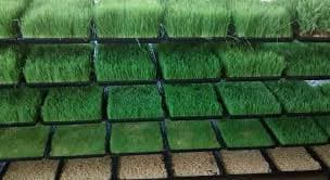 hydroponics.jpg
